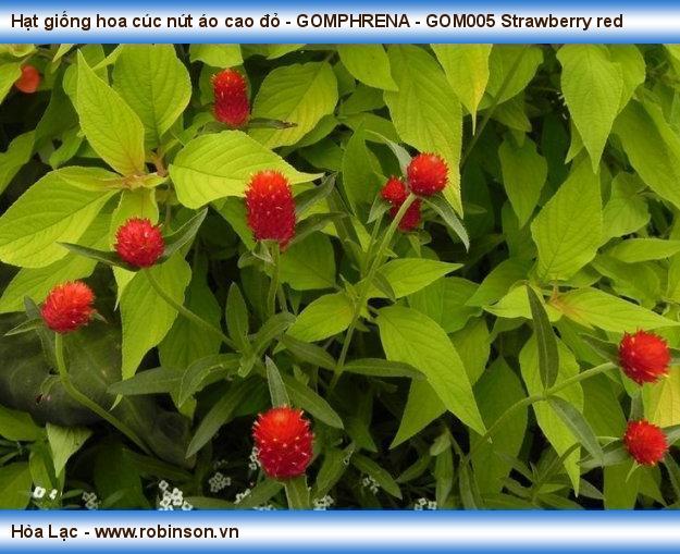 Hạt giống hoa cúc nút áo cao đỏ - GOMPHRENA - GOM005 Strawberry red Trần Đình Hưng  (3)