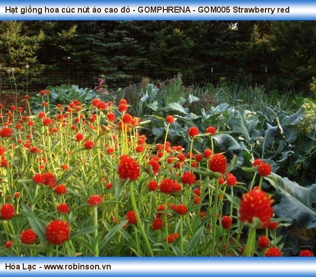 Hạt giống hoa cúc nút áo cao đỏ - GOMPHRENA - GOM005 Strawberry red Trần Đình Hưng  (6)