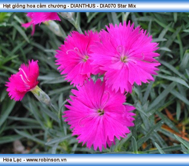 Hạt giống hoa cẩm chướng - DIANTHUS - DIA070 Star Mix Phạm Thái Hoàng Nam  (4)