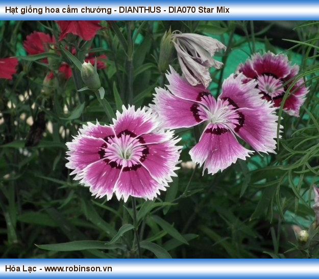 Hạt giống hoa cẩm chướng - DIANTHUS - DIA070 Star Mix Phạm Thái Hoàng Nam  (14)