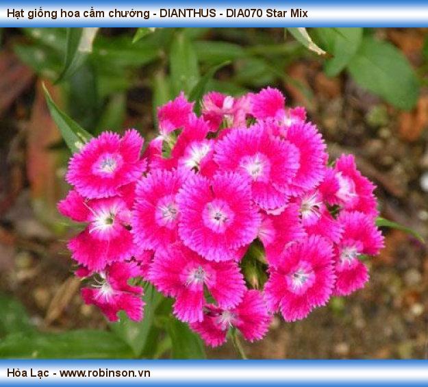 Hạt giống hoa cẩm chướng - DIANTHUS - DIA070 Star Mix Phạm Thái Hoàng Nam  (16)