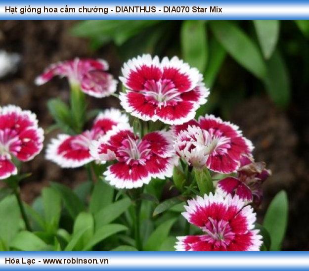 Hạt giống hoa cẩm chướng - DIANTHUS - DIA070 Star Mix Phạm Thái Hoàng Nam  (20)