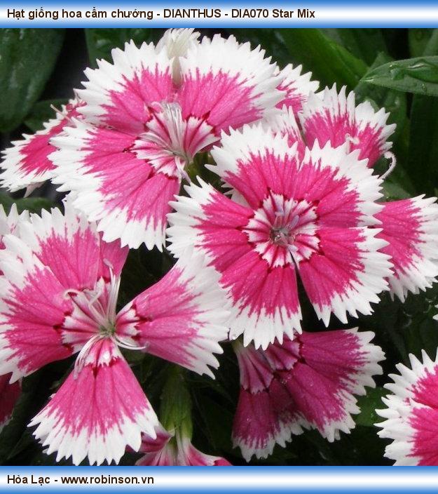 Hạt giống hoa cẩm chướng - DIANTHUS - DIA070 Star Mix Phạm Thái Hoàng Nam  (5)