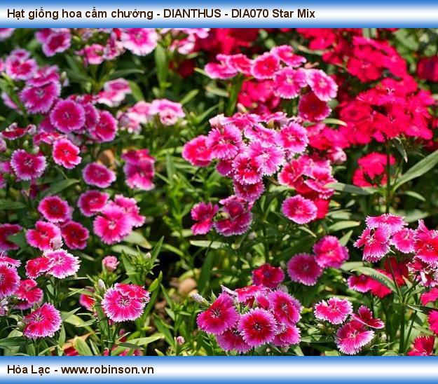 Hạt giống hoa cẩm chướng - DIANTHUS - DIA070 Star Mix Phạm Thái Hoàng Nam  (26)