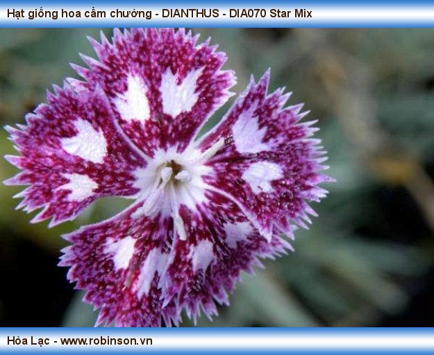 Hạt giống hoa cẩm chướng - DIANTHUS - DIA070 Star Mix Phạm Thái Hoàng Nam  (6)
