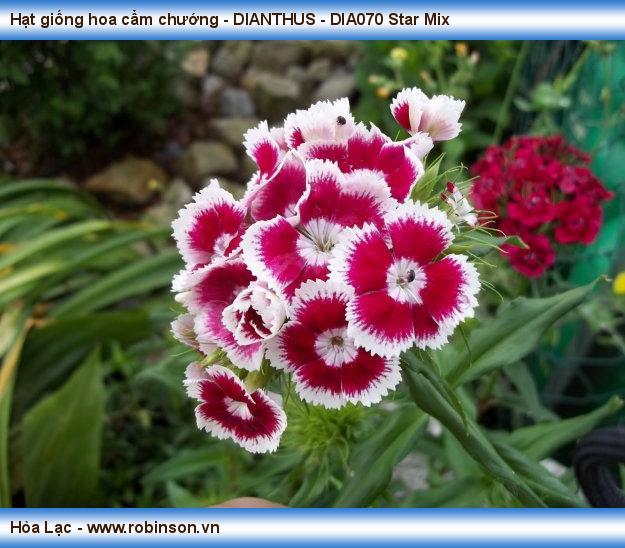 Hạt giống hoa cẩm chướng - DIANTHUS - DIA070 Star Mix Phạm Thái Hoàng Nam  (9)