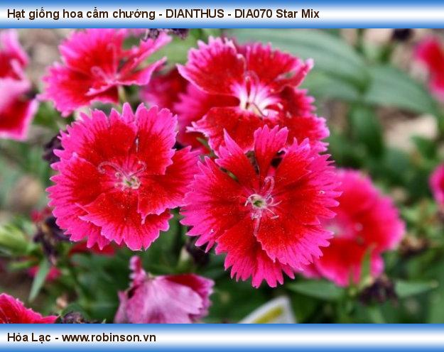Hạt giống hoa cẩm chướng - DIANTHUS - DIA070 Star Mix Phạm Thái Hoàng Nam  (10)