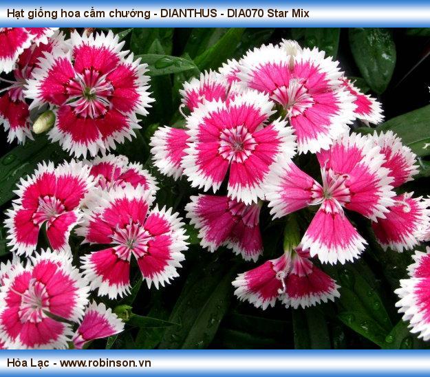 Hạt giống hoa cẩm chướng - DIANTHUS - DIA070 Star Mix Phạm Thái Hoàng Nam  (11)