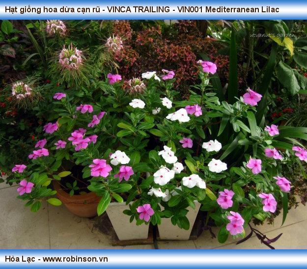 Hạt giống hoa dừa cạn rũ - VINCA TRAILING - VIN001 Mediterranean Lilac Hoàng Hữu Thái  (12)
