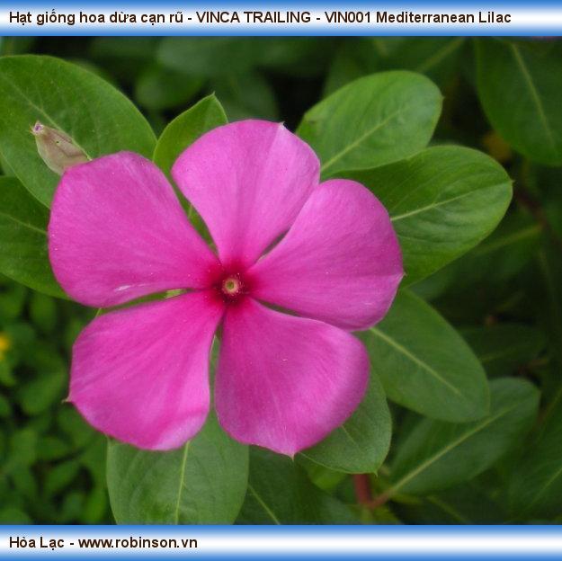 Hạt giống hoa dừa cạn rũ - VINCA TRAILING - VIN001 Mediterranean Lilac Hoàng Hữu Thái  (5)