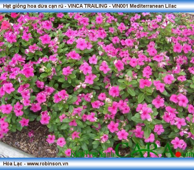 Hạt giống hoa dừa cạn rũ - VINCA TRAILING - VIN001 Mediterranean Lilac Hoàng Hữu Thái  (11)