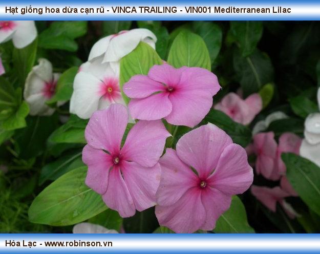 Hạt giống hoa dừa cạn rũ - VINCA TRAILING - VIN001 Mediterranean Lilac Hoàng Hữu Thái  (4)