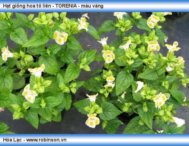Hạt giống hoa tô liên - TORENIA - màu vàng Phan Văn Dũng 