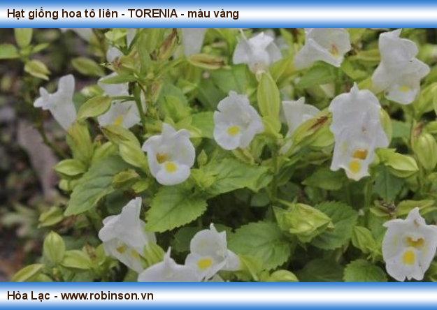 Hạt giống hoa tô liên - TORENIA - màu vàng Phan Văn Dũng  (6)