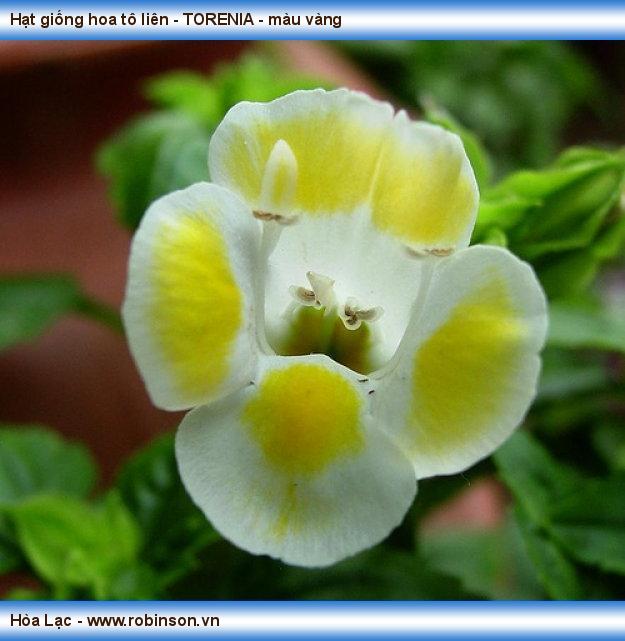 Hạt giống hoa tô liên - TORENIA - màu vàng Phan Văn Dũng  (2)
