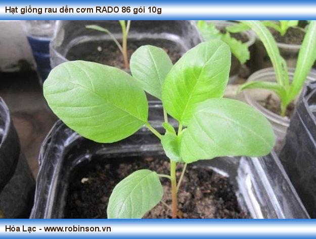 Hạt giống rau dền cơm RADO 86 Đoàn Văn An  (2)