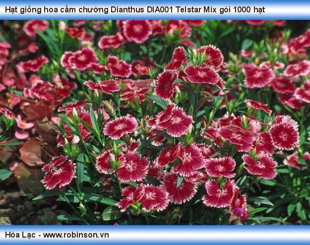 Hạt giống hoa cẩm chướng Dianthus DIA001 Telstar Mix gói 1000 hạt Nguyễn Hoàng Việt  (2)