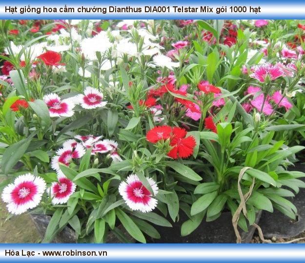 Hạt giống hoa cẩm chướng Dianthus DIA001 Telstar Mix gói 1000 hạt Nguyễn Hoàng Việt  (11)