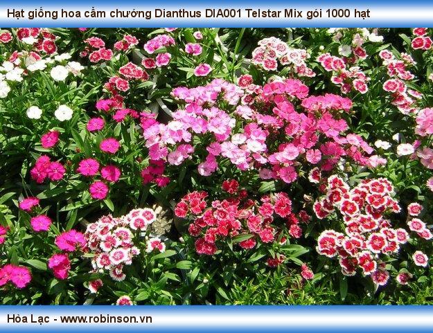 Hạt giống hoa cẩm chướng Dianthus DIA001 Telstar Mix gói 1000 hạt Nguyễn Hoàng Việt  (3)