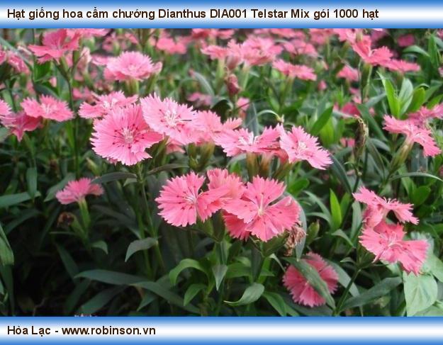 Hạt giống hoa cẩm chướng Dianthus DIA001 Telstar Mix gói 1000 hạt Nguyễn Hoàng Việt  (5)