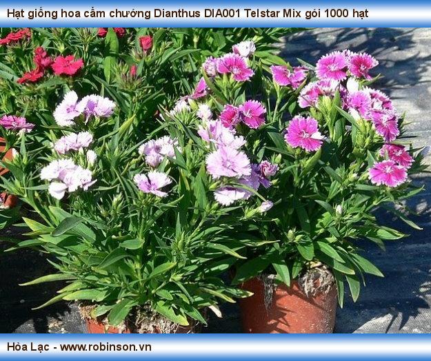 Hạt giống hoa cẩm chướng Dianthus DIA001 Telstar Mix gói 1000 hạt Nguyễn Hoàng Việt  (6)