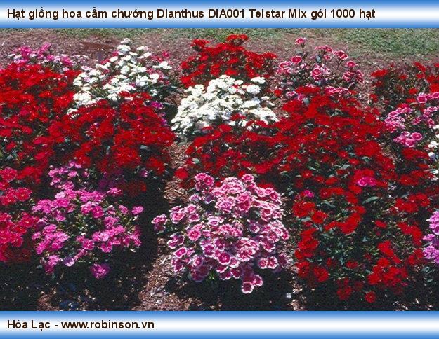 Hạt giống hoa cẩm chướng Dianthus DIA001 Telstar Mix gói 1000 hạt Nguyễn Hoàng Việt 