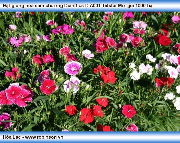 Hạt giống hoa cẩm chướng Dianthus DIA001 Telstar Mix gói 1000 hạt Nguyễn Hoàng Việt  (8)
