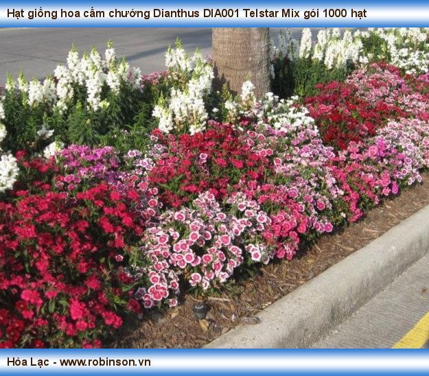 Hạt giống hoa cẩm chướng Dianthus DIA001 Telstar Mix gói 1000 hạt Nguyễn Hoàng Việt  (9)