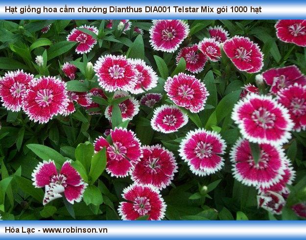 Hạt giống hoa cẩm chướng Dianthus DIA001 Telstar Mix gói 1000 hạt Nguyễn Hoàng Việt  (10)