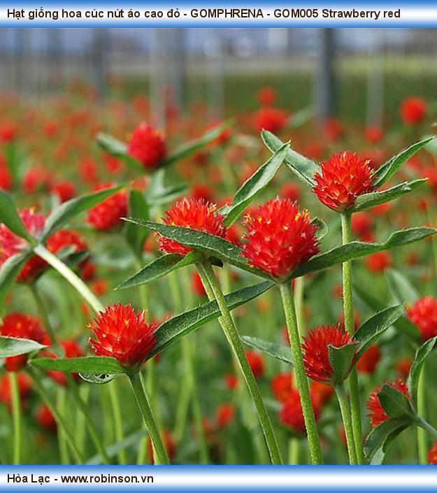 Hạt giống hoa cúc nút áo cao đỏ - GOMPHRENA - GOM005 Strawberry red Trần Đình Hưng  (8)
