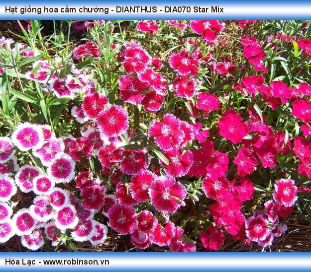 Hạt giống hoa cẩm chướng - DIANTHUS - DIA070 Star Mix Phạm Thái Hoàng Nam  (3)