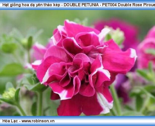 Hạt giống hoa dạ yên thảo kép PET004 Double Rose Pirouette (3)