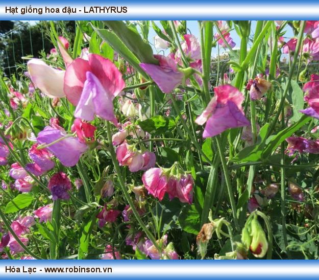 Hạt giống hoa đậu - LATHYRUS (4)