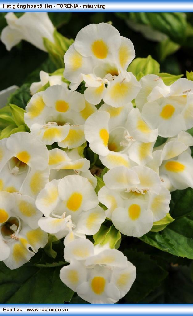 Hạt giống hoa tô liên - TORENIA - màu vàng Phan Văn Dũng  (7)