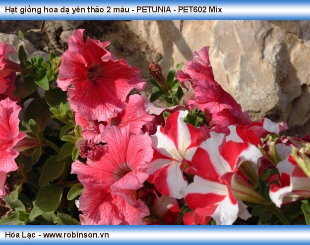 Hạt giống hoa dạ yên thảo 2 màu - PETUNIA - PET602 Mix Phạm Phương Nam  (2)