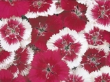 Hạt giống hoa cẩm chướng - DIANTHUS - DIA070 Star Mix